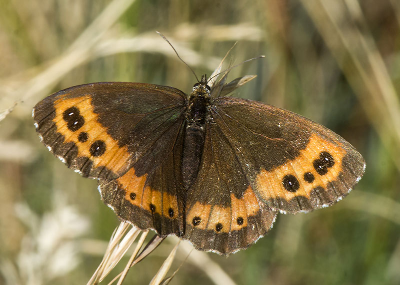 6 sp. di Erebia